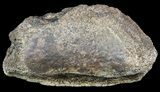 Hadrosaur Toe Bone - Alberta (Disposition #-) #71651-2